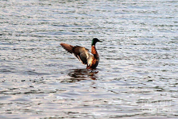 Mallard Art Print featuring the photograph Spreading My Wings #1 by Kathy White