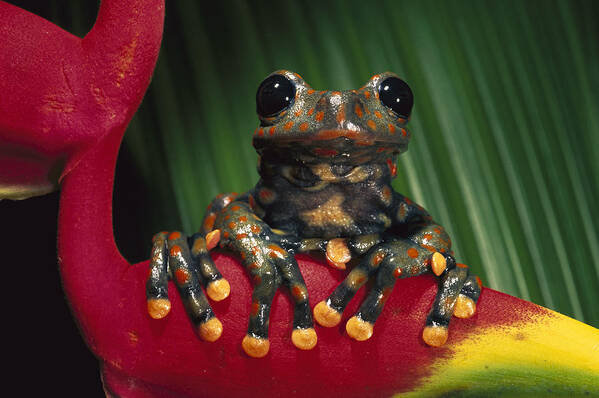 Mp Art Print featuring the photograph Strawberry Tree Frog Hyla Pantosticta by Pete Oxford