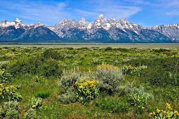 Grand Teton National Park Art Print featuring the photograph Teton Peaks and Flowers #1 by Greg Norrell