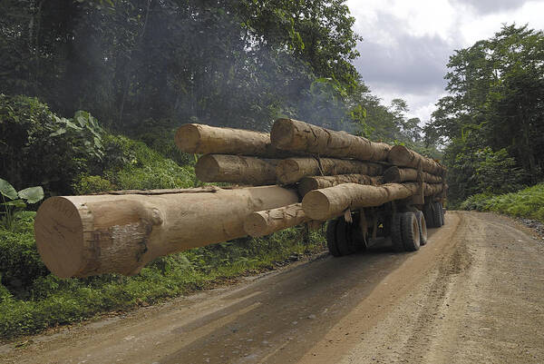 Mp Art Print featuring the photograph Truck With Timber From A Logging Area #1 by Thomas Marent