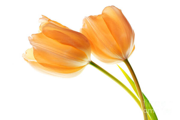 Tulip Art Print featuring the photograph Tulip flowers #1 by Charline Xia