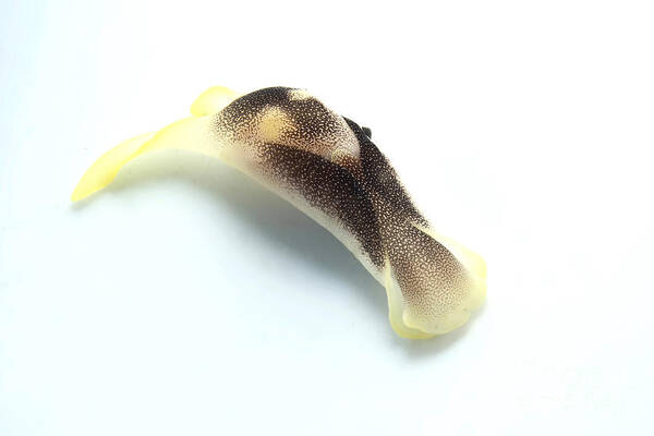 Macro Art Print featuring the photograph Yellow And Brown Headshield Slug #1 by Mathieu Meur
