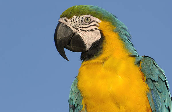 Mp Art Print featuring the photograph Blue And Yellow Macaw Ara Ararauna #2 by Pete Oxford