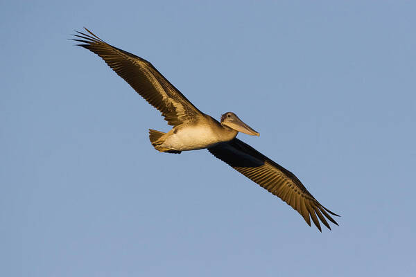 00429758 Art Print featuring the photograph Brown Pelican Juvenile Flying by Sebastian Kennerknecht