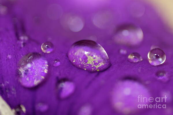 Drop Art Print featuring the photograph Drops on a purple petal #2 by Sami Sarkis