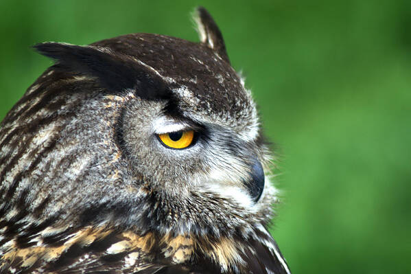 Eagle Owl Art Print featuring the photograph Eagle Owl #2 by Chris Day
