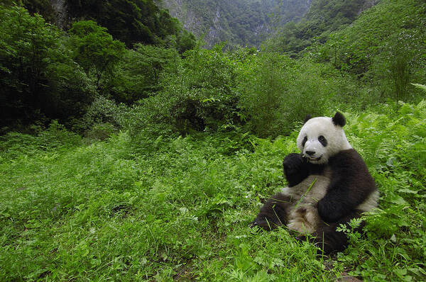 Mp Art Print featuring the photograph Giant Panda Ailuropoda Melanoleuca #2 by Pete Oxford