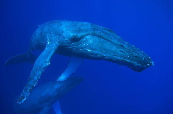 00999207 Art Print featuring the photograph Humpback Whale Underwater Hawaii #2 by Flip Nicklin