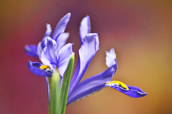 Iris Art Print featuring the photograph Iris #2 by Martina Fagan