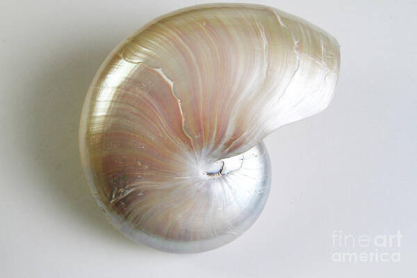 Nature Art Print featuring the photograph Nautilus #2 by Photo Researchers