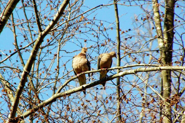 Morning Doves Art Print featuring the photograph 2 Not Turtle Doves by Kim Galluzzo