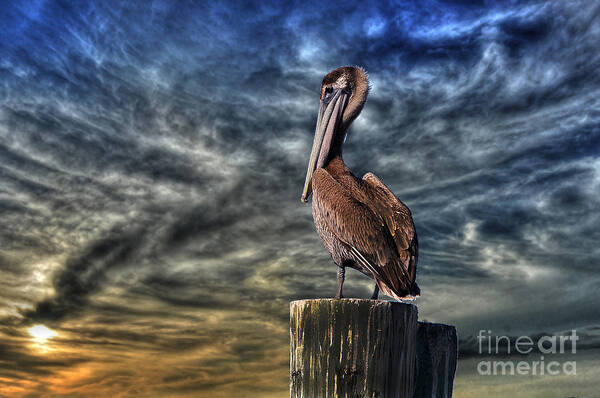 Pelican Art Print featuring the photograph Pelican at Sunset #2 by Dan Friend