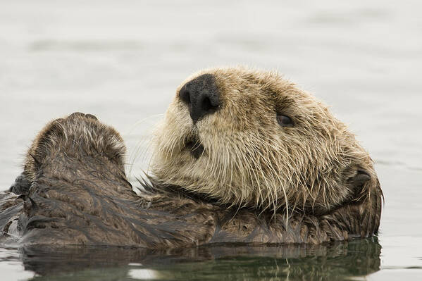 00429872 Art Print featuring the photograph Sea Otter Elkhorn Slough Monterey Bay #2 by Sebastian Kennerknecht