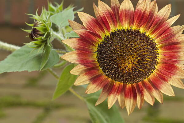 Agriculture Art Print featuring the photograph Sunflower #1 by Jack R Perry