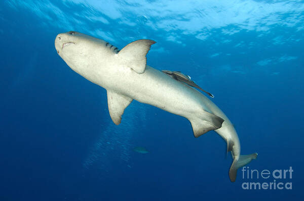 Kimbe Bay Art Print featuring the photograph Whitetip Reef Shark, Kimbe Bay, Papua #2 by Steve Jones