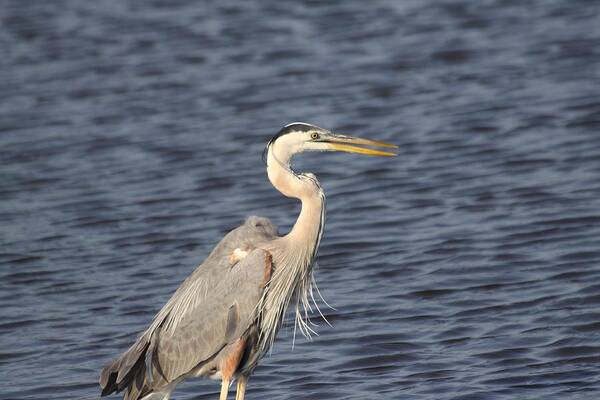  Art Print featuring the photograph Blue Heron #3 by Jeanne Andrews