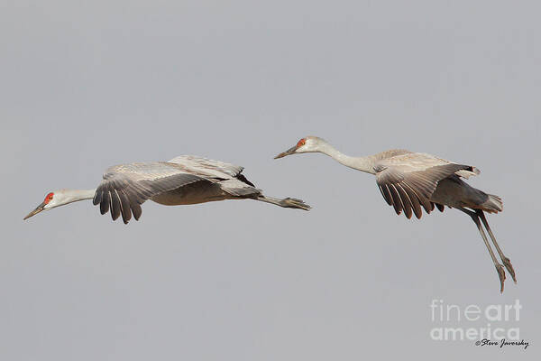 Sandhill Crane Art Print featuring the photograph Sandhill Crane #3 by Steve Javorsky