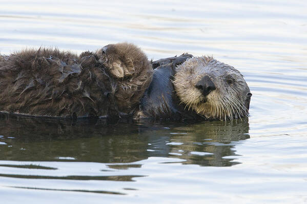 00429653 Art Print featuring the photograph Sea Otter Mother And Pup Elkhorn Slough #3 by Sebastian Kennerknecht