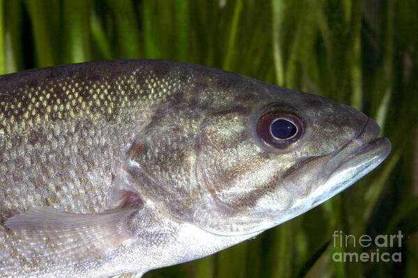 Freshwater Art Print featuring the photograph Smallmouth Bass Micropterus Dolomieu #3 by Ted Kinsman