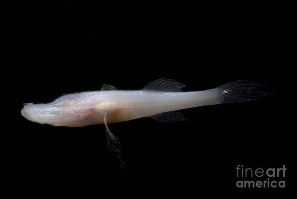Speoplatyrhinus Poulsoni Art Print featuring the photograph Alabama Cavefish #4 by Dante Fenolio