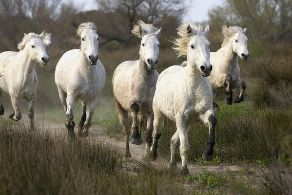 Mp Art Print featuring the photograph Camargue Horse Equus Caballus Group #4 by Konrad Wothe