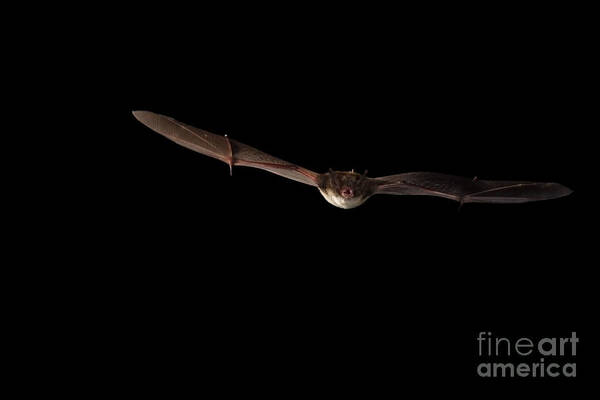 Fauna Art Print featuring the photograph Little Brown Bat #4 by Ted Kinsman