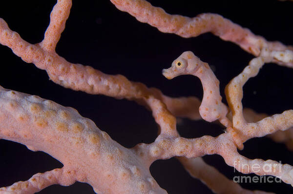 Fish Art Print featuring the photograph Pygmy Seahorse On Sea Fan, Papua New #4 by Steve Jones