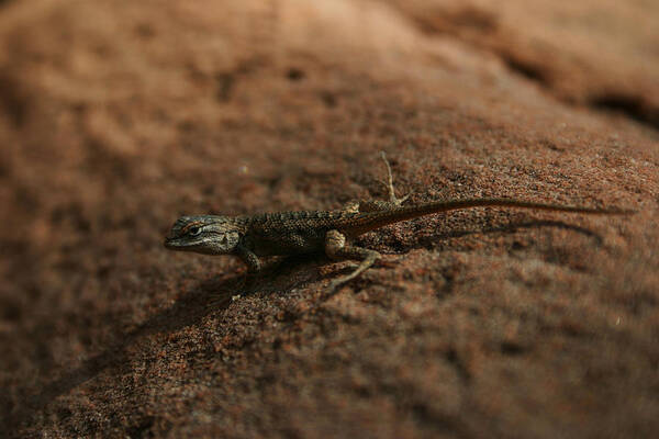 Lizard Art Print featuring the photograph Zion National Park #4 by Benjamin Dahl