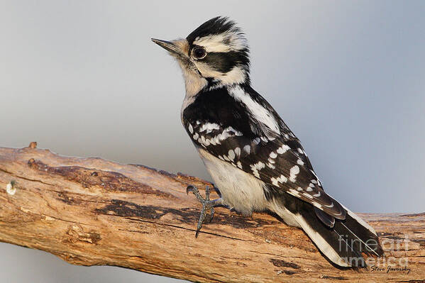 Downy Woodpecker Art Print featuring the photograph Downy Woodpecker #5 by Steve Javorsky