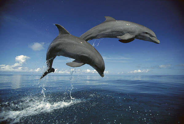 Mp Art Print featuring the photograph Bottlenose Dolphin Tursiops Truncatus #6 by Konrad Wothe