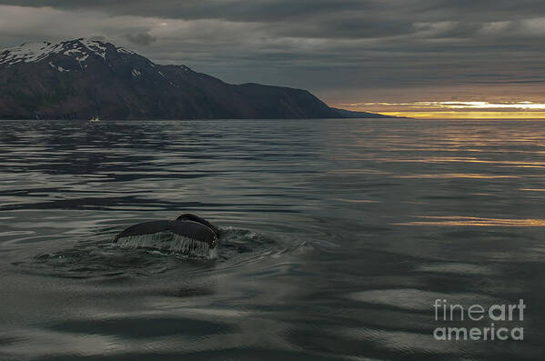 Humpbach Whale Art Print featuring the photograph Humpbach whale #6 by Jorgen Norgaard