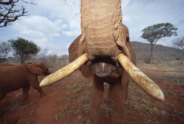 Mp Art Print featuring the photograph African Elephant Loxodonta Africana #7 by Gerry Ellis