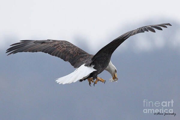 Bald Eagles Art Print featuring the photograph Bald Eagle #7 by Steve Javorsky