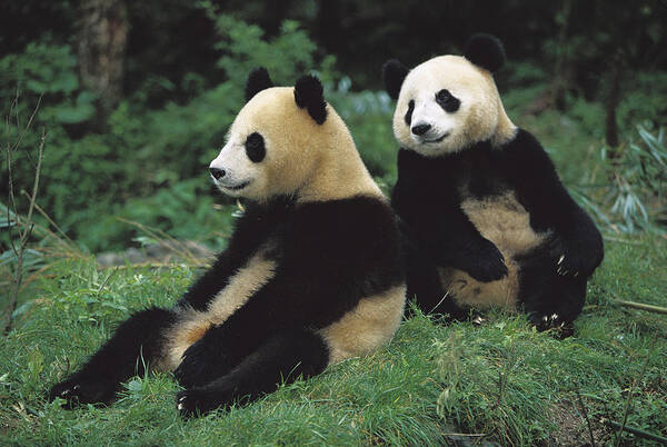 00620153 Art Print featuring the photograph Giant Panda Ailuropoda Melanoleuca #8 by Cyril Ruoso