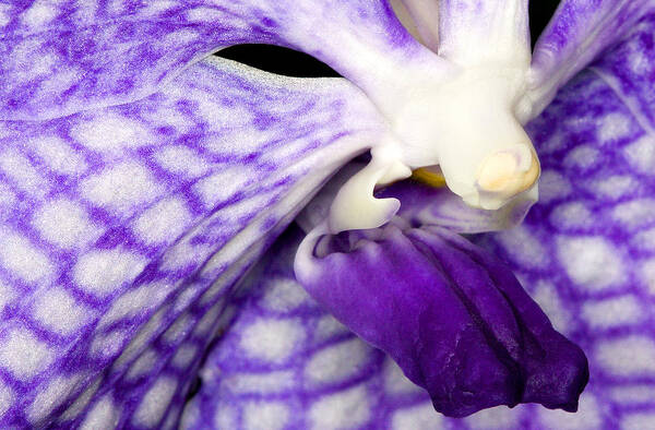 Orchid Art Print featuring the photograph Exotic Orchid Flowers of C Ribet #9 by C Ribet