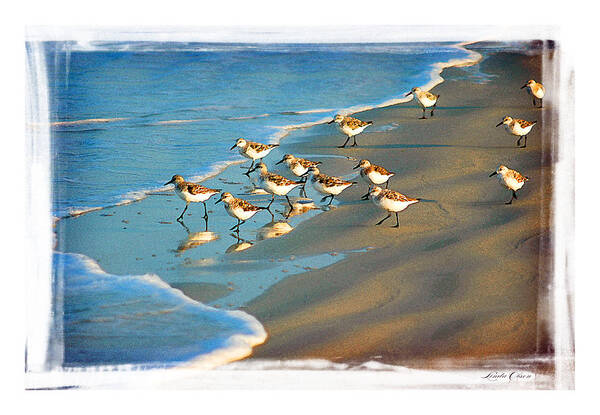 Sand Pipers Art Print featuring the photograph A bevy of pipers by Linda Olsen