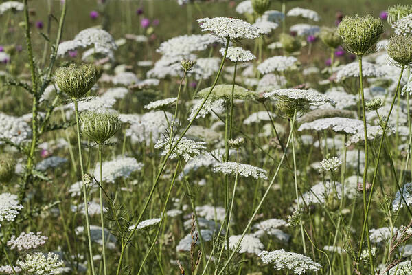 Daucus Carota Art Print featuring the photograph A Field of Queen Annes Lace by Kathy Clark