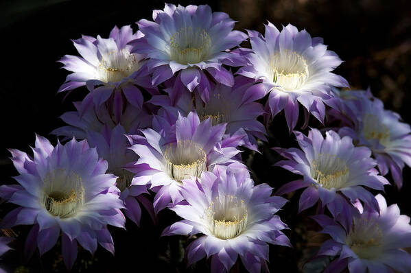 Arizona Art Print featuring the photograph A Touch of Lavender by Saija Lehtonen