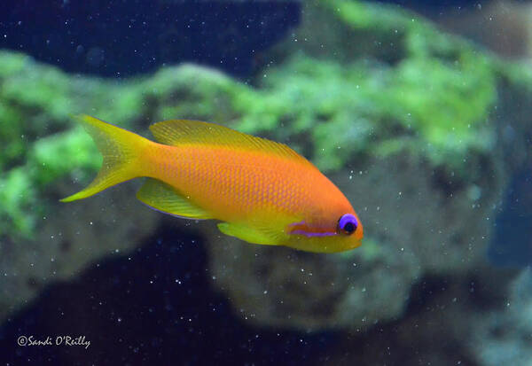 African Anthias Art Print featuring the photograph African Anthias by Sandi OReilly