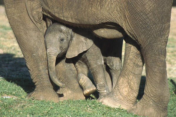 Affection Art Print featuring the photograph African Elephant Loxodonta Africana by San Diego Zoo