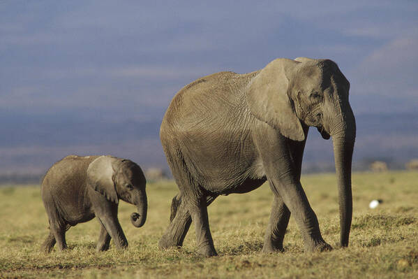 00172014 Art Print featuring the photograph African Elephant Mother Leading Calf by Tim Fitzharris