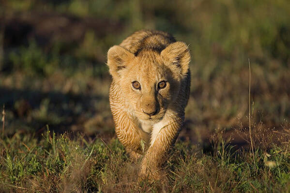 Mp Art Print featuring the photograph African Lion Panthera Leo Cub, Masai by Suzi Eszterhas
