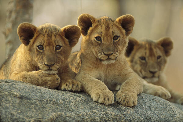 00171962 Art Print featuring the photograph African Lion Three Cubs Resting by Tim Fitzharris