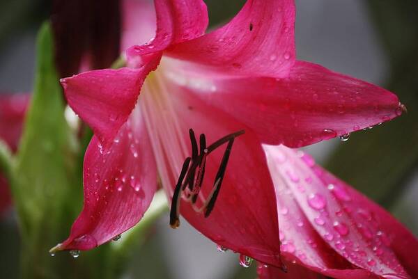 Flower Art Print featuring the photograph After the Rain by Judy Hall-Folde