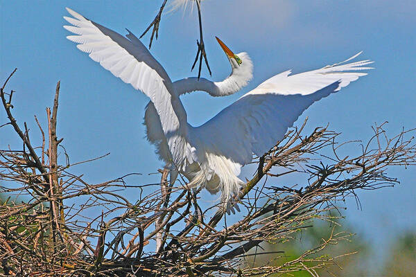 Egret Art Print featuring the photograph Agony of Defeat Great Egret by Alan Lenk