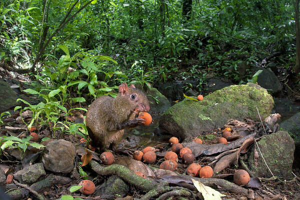 Mp Art Print featuring the photograph Agouti Dasyprocta Punctata Feeding by Christian Ziegler