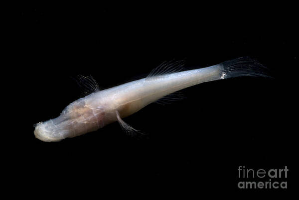 Speoplatyrhinus Poulsoni Art Print featuring the photograph Alabama Cavefish by Dante Fenolio