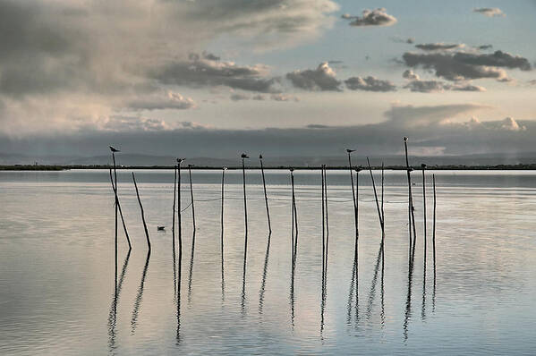 Albufera Lagoon Art Print featuring the photograph Albufera gris. Valencia. Spain by Juan Carlos Ferro Duque