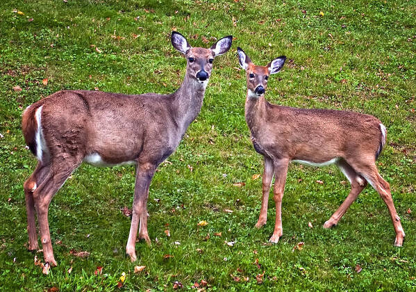 Deer Art Print featuring the photograph All Ears by Steve Harrington