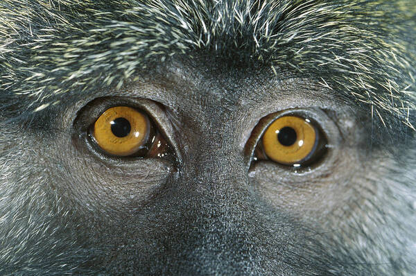 Mp Art Print featuring the photograph Allens Swamp Monkey Allenopithecus by Michael Durham